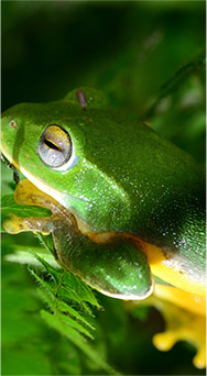 復育區的臺北樹蛙