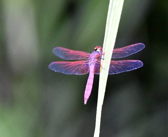 紫紅蜻蜓